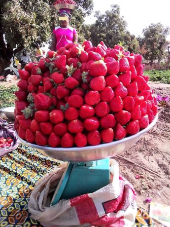 « La cueillette se fait chaque trois jour. Et à chaque cueillette, même le producteur le plus modeste peut récolter au moins entre 50 et 70 kg de fraises par jour » (Noufou Ouédraogo)